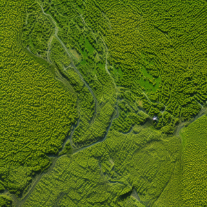 Indice de végétation.png